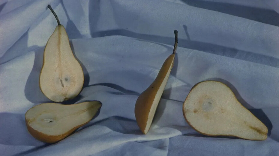 Erwin Blumenfeld Allemand, Sans titre (poires), c.1950. Avec l’aimable autorisation de Les Douches la Galerie