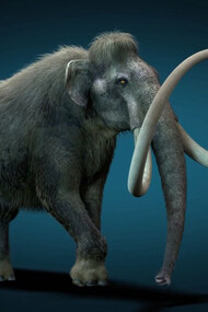 Mammuthus columbi