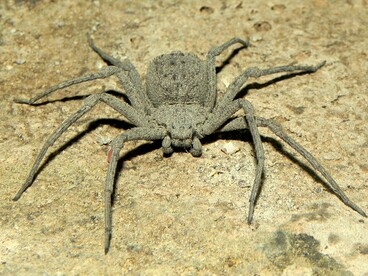 Esemplare di Sicarius ornatus