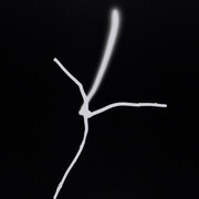 Judith Goddard, Bronze Photogram 3, 2014, Unique analogue photograph on paper, 51 x 41 cm