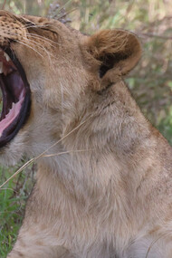 Lioness yawning, Nairobi National Park © Gehan de Silva Wijeyeratne