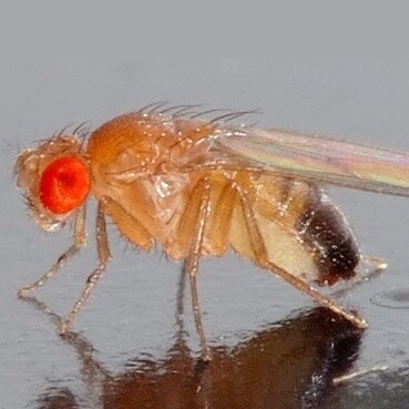 Drosophila melanogaster, già ampiamente studiata nello spazio, potrebbe contribuire indirettamente allo sviluppo di sistemi alimentari innovativi, anche se il suo utilizzo diretto come cibo richiede ulteriori approfondimenti