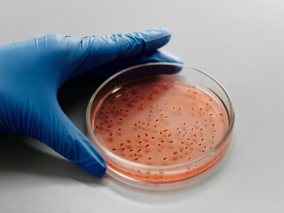 Un technicien de laboratoire observe la croissance des bactéries pour réaliser des expériences