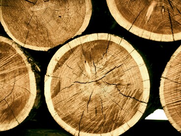 Madeira extraída da floresta. Por trás do discurso de progresso, escondem-se os verdadeiros beneficiários: as indústrias do petróleo, do agronegócio e da mineração, muitas delas atuando nas bordas da legalidade