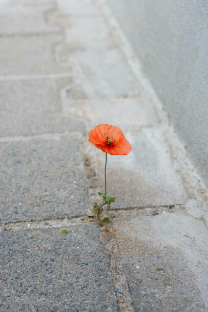 A vibrant red poppy breaking through the pavement, quietly defying the odds
