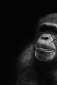 The key to the explanation of the birth of the cavernicular human culture could find an explanation in the social behavior of Chimpanzees