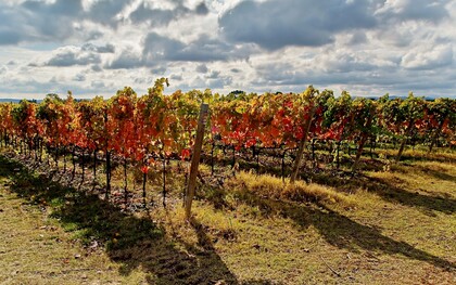 Il Verdicchio DOP è uno dei vini bianchi italiani più longevi e riconoscibili, simbolo delle Marche. Nella foto i vitigni di Verdicchio che crescono nelle Marche, Italia