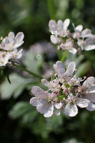 Coriandrum sativum. O coentro (Coriandrum sativum) é uma planta herbácea, de ciclo anual, com 15-50 cm de altura. A sua família (Apiaceae) apresenta espécies de elevado interesse económico (e.g. aipo, alcaravia, aneto, anis, cenoura, cerefólio, cominho, funcho e salsa), comportado cerca de 430 géneros e 3780 espécies repartidas por quatro subfamílias. O género Coriandrum compreende a espécie cultivada (Coriandrum sativum) e a espécie silvestre (Coriandrum tordylium)