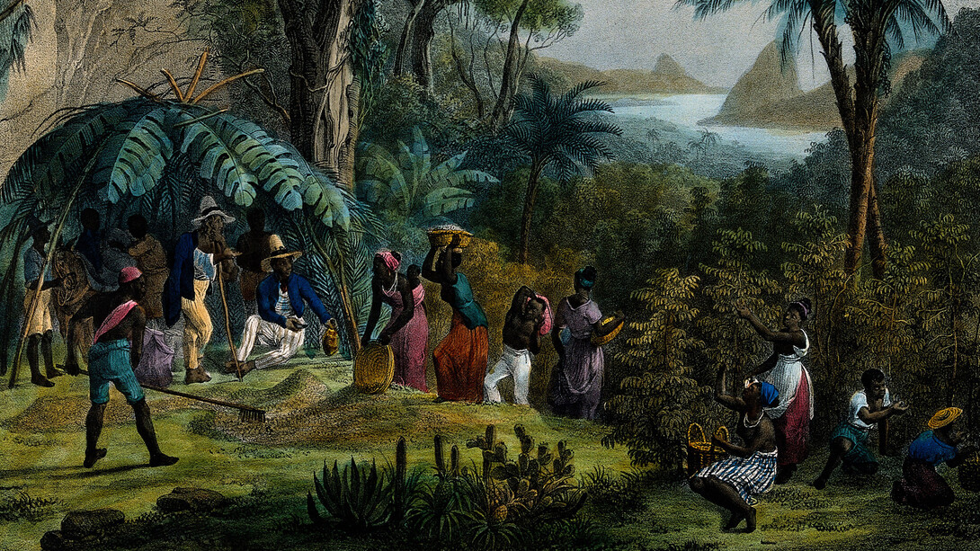 Indian workers harvesting the crop on a coffee plantation. Coloured lithograph by Deroi, c. 1850, after J. M. Rugendas