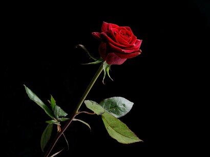 A rose, one of the symbols of the Greek god Eros, son of Aphrodite. The red color expresses passion and desire