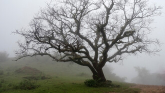 Un vecchio albero