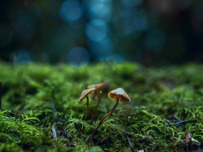 O jogo da sobrevivência: Testemunhe a dualidade da caça e fuga nesta selva impiedosa. Entre criaturas confiantes e medrosas, descubra quem sai vitorioso nesse embate pelo coração selvagem