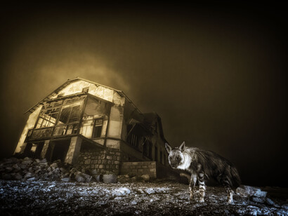 Wim van den Heever, Ghost town visitor (Visitatore della città fantasma) (dettagli), vincitore categoria “Fauna selvatica urbana”. Per gentile concessione del Museo della Permanente