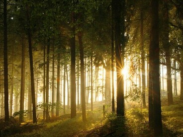 Sunlight cutting through a shadowed forest, symbolising the moment your inner sun begins to dawn after darkness