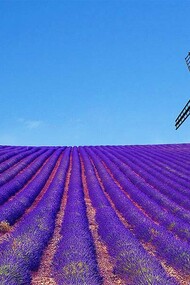 Campos de lavanda a las afueras de Grasse