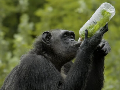 El Santuario de Chimpancés del Instituto Jane Goodall (JGI) de Sudáfrica alberga chimpancés que han sido desalojados de sus hábitats naturales en África. Jane Goodall's Chimp Eden, Reserva Natural Umhloti, Nelspruit, Sudáfrica