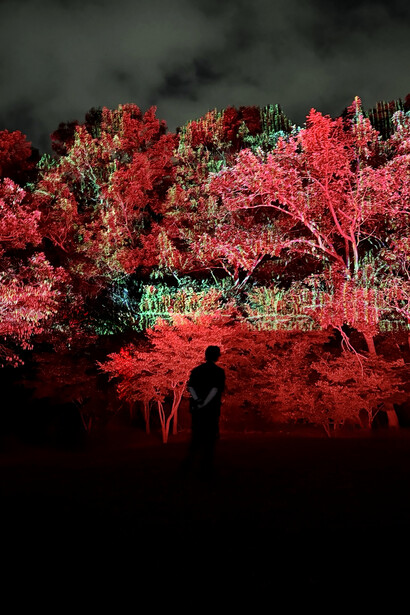 Cine forest: awakening bloom, exhibition view. Courtesy of Flint Culture