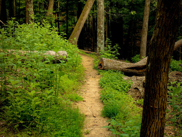 Montana, USA, is full of trails that encourage slow walking, listening to birds, and enjoying the stillness of the woods