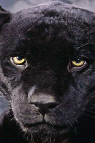 La mirada penetrante de la pantera
