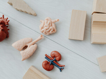 The lungs bring oxygen into the body and remove carbon dioxide