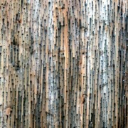 Grayson Revoir, Untitled, 2012, wood and screws, 180 x 200 cm