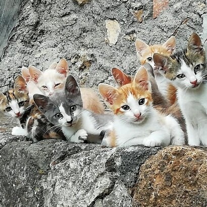 I cuccioli della comunità felina del borgo di Sipicciano (frazione di Graffignano), Viterbo, Italia. Foto di Antonio Arévalo