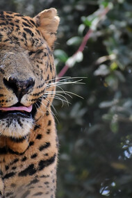 A tiger in Jim Corbett National Park, Ramnagar, Uttarakhand, India