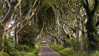 Il patrimonio arboreo pubblico