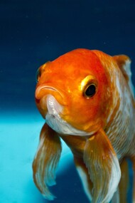 Vivi come un pesce rosso?