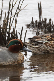 Teal can be seen at close range at RSPB Lodmoor © Gehan de Silva Wijeyeratne