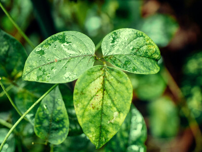 Entre équilibre et écoulement, la nature trace ses propres voies, invitation à penser autrement nos liens au milieu, entre ancrage, adaptation et renouvellement