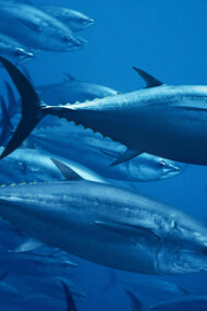 Yellow-fin tuna