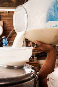 Milking. Ph Giulia Scarpaleggia