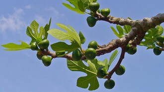 Il fico è una pianta antichissima, simbolo di abbondanza e prosperità nelle culture mediterranee                    