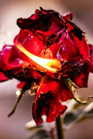 A rose on fire