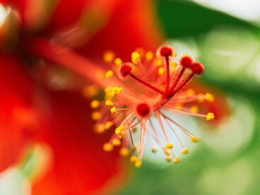 Fiore di ibiscus, uno degli ingredienti utilizzati nei prodotti Eywa 
