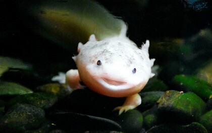 Esemplare di Ambystoma mexicanum (axolotl), Spagna