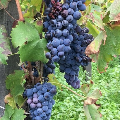 Nerello Mascalese, Tenuta di Fessina, azienda vinicola alle pendici dell'Etna