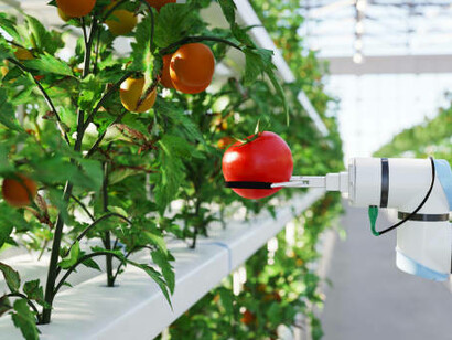 Automated hydroponic farms, powered by AI in agriculture, are revolutionizing food production by optimizing crop growth and ensuring quality control throughout the process