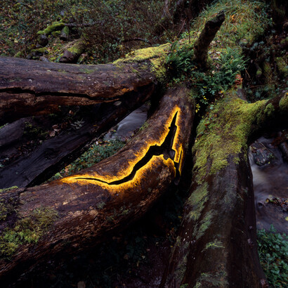 Andy Goldsworthy, Elm leaves held with water to the fractured bough of a fallen elm, Dumfriesshire, Scotland, 29 October 2010,
2010. Courtesy of National Galleries of Scotland
