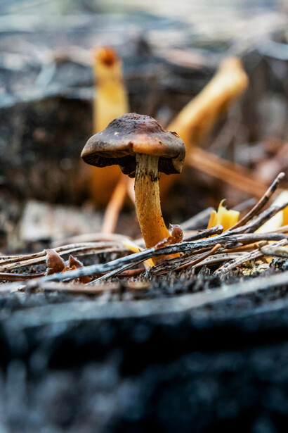 O consumo de insetos está ganhando espaço como uma alternativa rica em proteínas e nutrientes. Eles são fonte de fibras e antioxidantes, além de oferecer benefícios para a saúde intestinal e equilíbrio ambiental