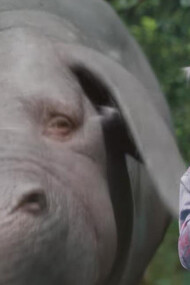 Una scena di Okja, il nuovo film di Bong Joon-ho