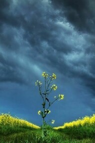 A plant, challenging a terrible storm