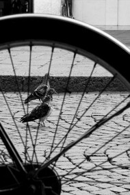 Sinfonia per arpa (Ferrara).