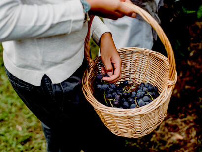 A vineyard worker in the Tuscan hills of Italy holds a basket brimming with plump, freshly harvested grapes