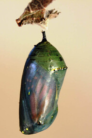 Crisalide. Pinocchio guarda il suo “doppio” come ciò che è ormai definitivamente altro da sé, una buccia di legno, un inerte e assurdo corpo-di-sogno