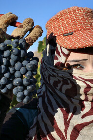 Sirah grapes, vineyard in the Bekaa valley, Lebanon