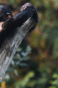 What relationships do we men have with chimpanzees in particular? 