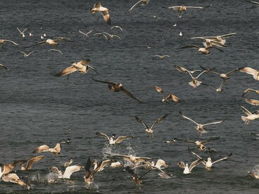  Não é o passado o antes, nem o futuro, o depois, que nos define, transforma ou contingencia quando se trata  de estar presente, estar inteiro no que acontece