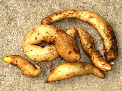 Su valorización agroindustrial —en alimentos, cosmética y biotecnología— abre oportunidades económicas y sociales para las comunidades andinas, aunque persisten desafíos productivos, tecnológicos y de mercado que requieren políticas de apoyo e innovación